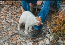 TRLJA LI SE MAČKA UZ VAŠE NOGE: Evo šta vam pokušava reći