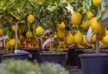 Imate stan s malim balkonom? Sasvim dovoljno za uzgoj voćki, ovo su sorte koje najbolje uspijevaju!