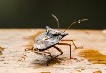 Stavite ovo na prozor i gledajte kako smrdibube beže glavom bez obzira