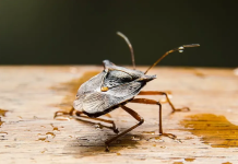 Kako otjerati smrdibube iz kuće: bijeli luk, nana i prirodni sprejevi pomažu
