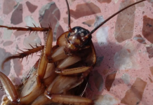 Bubašvabe ne podnose ovo: Samo ga stavite u kuhinju i beže odmah