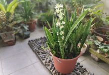 Da li je vaš svekrvin jezik ikada procvetao? Širi prelep miris, a ovo su provereni trikovi za cvetanje u stanu