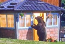 Medvjed kucao na vrata kuće u Tutinu