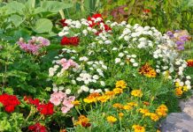 9 vrsta cveća koje možete da posadite sada, trajaće do zime: Biljke koje traju godinama, a ne zahtevaju posebno održavanje