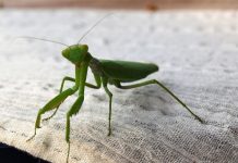 Ako vam bogomoljka uđe u stan budite srećni: Kažu da s razlogom bira kuću, a poruka koju nosi je predivna
