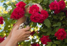 Kada je pravo vreme orezati ruže i spremiti ih za zimu: Uradite ovako i sačuvaćete ih od mraza