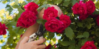 Kada je pravo vreme orezati ruže i spremiti ih za zimu: Uradite ovako i sačuvaćete ih od mraza