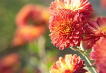 Koje cveće se sadi u septembru? Neke vrste odmah daju vrtu raskošne boje, a druge će vas obradovati na proleće