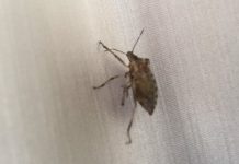 Jesen je njihovo vrijeme: Kako spriječiti smrdljive martine da uđu u vaš dom