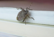 EV0 ZAŠTO SMRDIBUBE ULAZE U STAN0VE: Nikad ne biste pogodili da je 0VO RAZLO