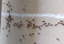 Nećete verovati: Mravi od pamtiveka nagoveštavaju događaje, evo kada slute zlo i nesreću u kući