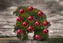 DRVO ŽELJA! ZAMISLITE JEDNU ŽELJU I IZABERITE 1 BROJ SA DRVETA: Evo da li će vam se želja ostvariti