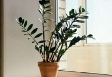 Zamija se ne stavlja bilo gdje: Samo jedno mjesto u d0mu privlači novac i sreću