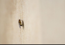 Trik koji koriste i u mesarama: Postavite ovo na ulaz i muhe više nećete vidjeti u kući