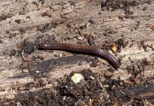 Spremite se na uporan problem u jesen: Masovno se penju uz fasadu kuće i pokušavaju da se uvuku unutra