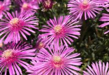 Jesenski vrt pun boja. Ovo cvijeće će oduševljavati oko do studenog