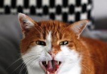 Mogu li mačke biti ljubomorne?