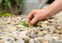 Umjesto da ga izlijevate u sudoper, zalijte svoje cvijeće njime: zahvalit će vam obilnim cvjetanjem.