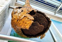 Pronašli ste gnijezdo osa u svom dvorištu? Evo što trebate napraviti