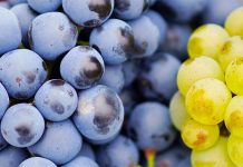 SAD JE NJEGOVO VRIJEME: Zašto je važno da svakoga dana jedemo grožđe i koji su njegovi zdravstveni benefit