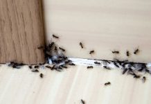 Eksperti će vam pokazati kako da uz 3 jednostavna trika odstranite mrave iz vašeg doma