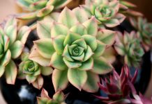 Čim ustanem pojedem po jedan list čuvarkuće: Evo šta mi se desilo poslije nekoliko dana