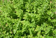 Gospodarstvo i turizam Zarada od ove biljke koje ima svako dvorište cvjeta: Mali troškovi, a dobit preko 7000 eura