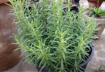 Ruzmarin i mačka u kući: Odmah na ovo obratite pažnju