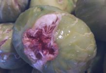 Stručnjak odgovara: Postoji li u svakoj smokvi zaista mrtva osa?