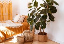 3 čudesne biljke za kuću: Čiste vazduh, teraju negativnu energiju i ulepšavaju svaki prostor