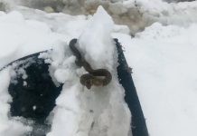 Viđena zmija u snijegu, narodno vjerovanje kaže da je to ZNAK