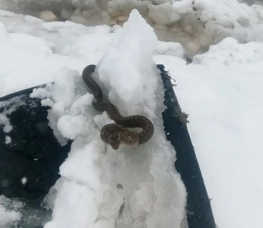 Viđena zmija u snijegu, narodno vjerovanje kaže da je to ZNAK