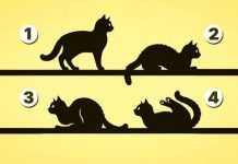 Izaberite 1 mačku sa slike, bez puno razmišljanja: Evo šta vas čeka u životu