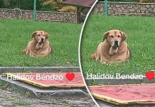 Halidov pas odbija hranu, tuga iz njegovih očiju “boli”: Snimak rasplakao regiju