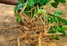 Šta je ašvaganda i kako djeluje na naš organizam?