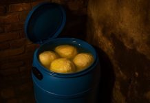 1 sastojak dodajte u kiseli kupus: Bit će žut kao dukat i neće se kvariti