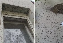 Porodica je očajna, kuća im je okupirana: “Ludimo, ne možemo više ni izaći van”