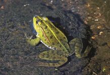 Opasan trend stigao u Evropu, izdato upozorenje: “Ne ližite žabe”