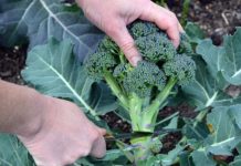 Onkologinja: Voljela bih da žene starije od 50 godina češće jedu jednu namirnicu