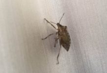 Hit rješenje za invaziju smrdibuba: Protiv ovog prirodnog spreja nemaju nikakve šanse