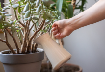 Kako negovati „drvo novca“ u hladnim mesecima – za sreću i pun novčanik tokom cele godine