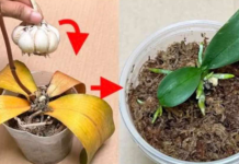 Bijeli luk na 0VAJ lak način 0življava sve uginule 0rhideje!