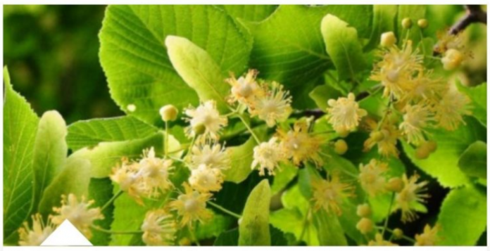 Screenshot-2025-10-23-094634-696x357 (1)