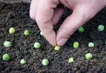 Ovu biljku posadite na jesen i berbu očekujte već u proljeće