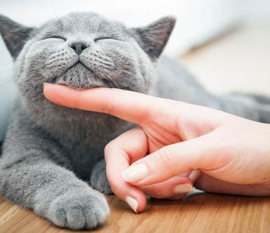 Mačka je pravi lek za čoveka: 7 bolesti koje samo ona može da izleči