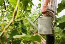 Šta da posadite u novembru kako biste na proleće imali siguran rod? Najisplativiji izbor prema iskusnim poljoprivrednicima