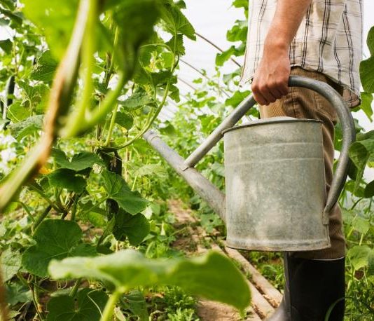 Šta da posadite u novembru kako biste na proleće imali siguran rod? Najisplativiji izbor prema iskusnim poljoprivrednicima