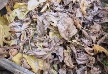 Ne spaljujte ili bacajte lišće sa voća i drveća već ga ovako ISKORISTITE