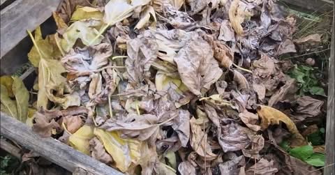 Ne spaljujte ili bacajte lišće sa voća i drveća već ga ovako ISKORISTITE