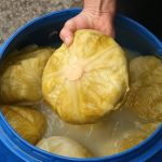 Svi ga jedemo zimi, ali malo ko zna šta kiseli kupus zapravo radi tijelu